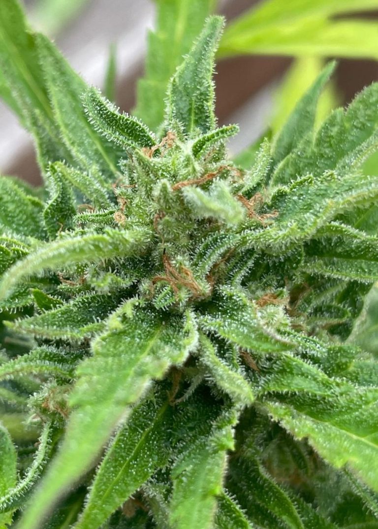 OG Kush - Cannabisblüte Große Cannabisblüte